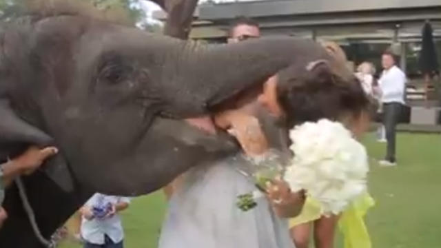 elephant-eats-bridesmaid.jpg 