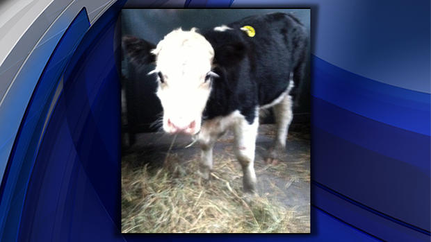 Male cow rescued by animal control 