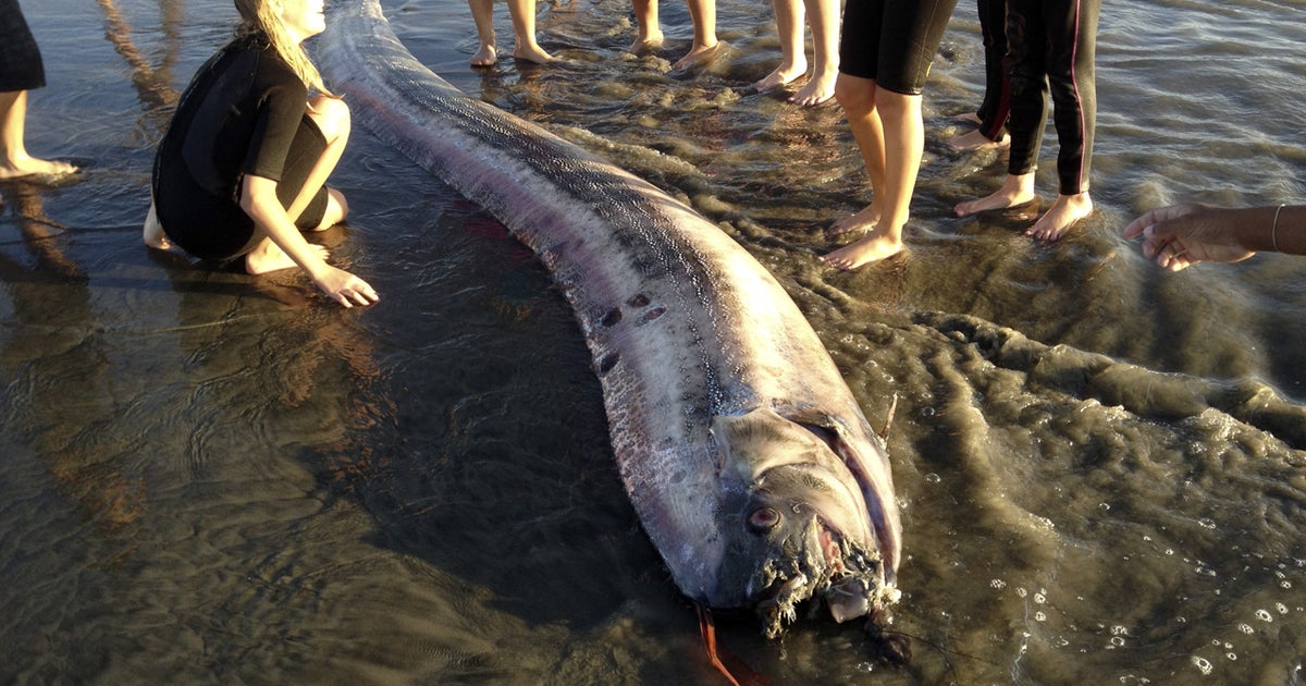 Serpent-like fish found on Calif. beach was egg-carrying female - CBS News