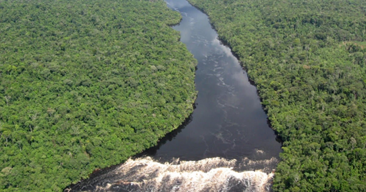 Study: Amazon Basin is home to about 16,000 tree species - CBS News