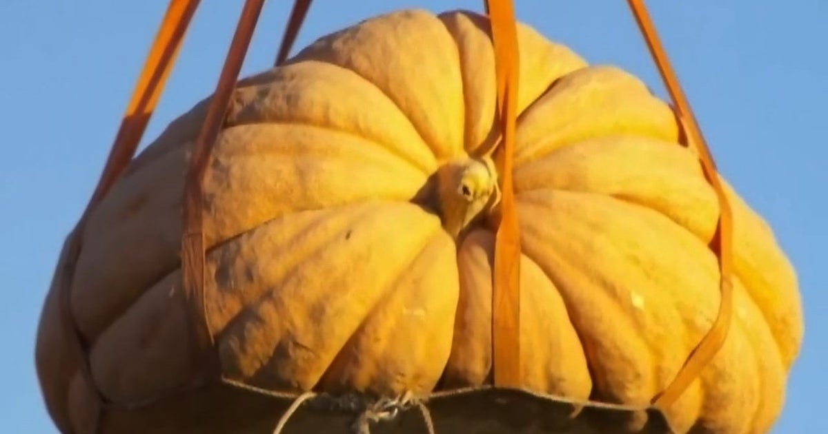 Watch Giant pumpkins drop in Utah CBS News