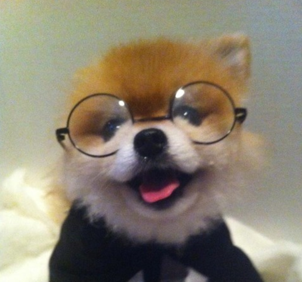 dog_with_glasses.png 