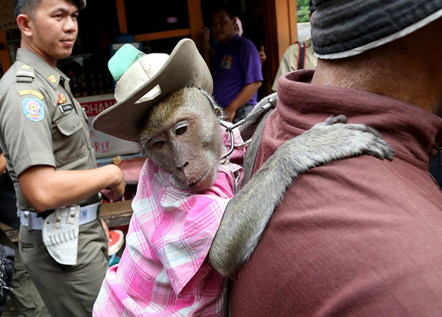 street monkey clings on the back of a busker 