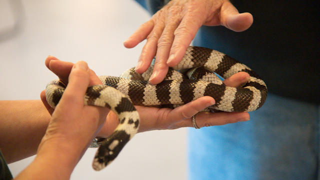 petting-king-snake-photo.jpg 