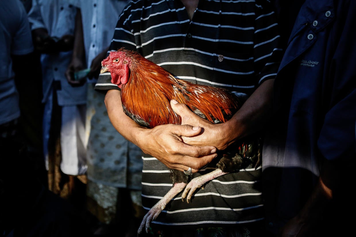 Ritual Rooster Fights In Bali