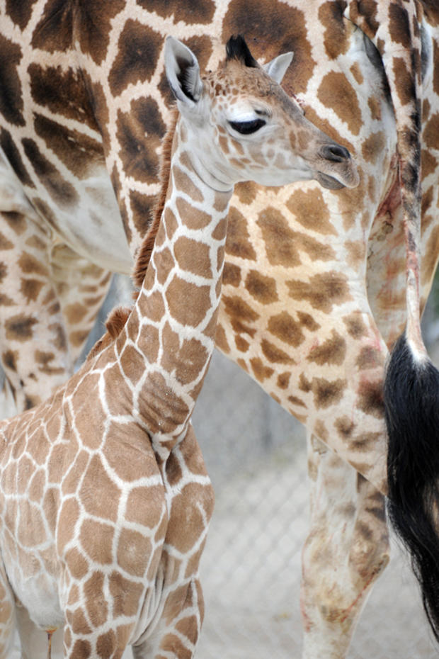 giraffe-baby-mia-2013-a.jpg 