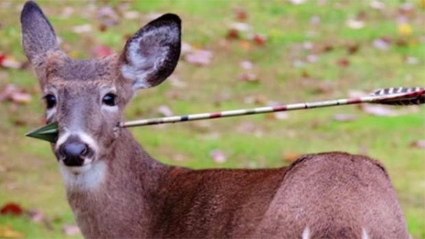 Deer With Arrow Through Head 