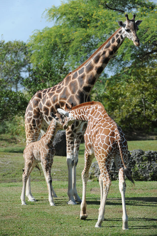 giraffes3.jpg 