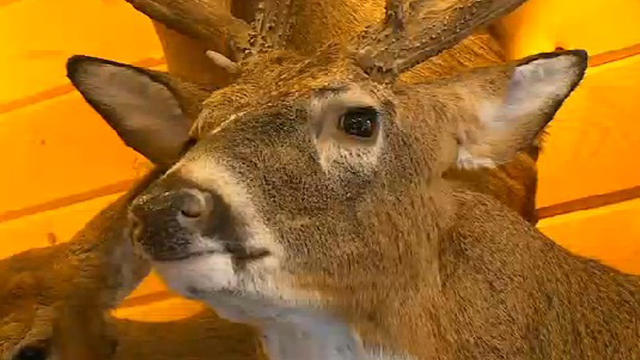 deer-taxidermy.jpg 