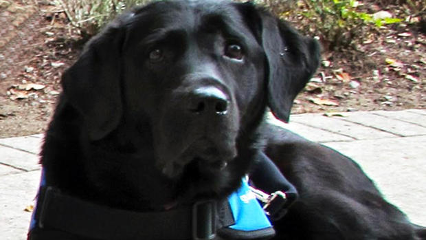 Missing Guide Dog Echo  
