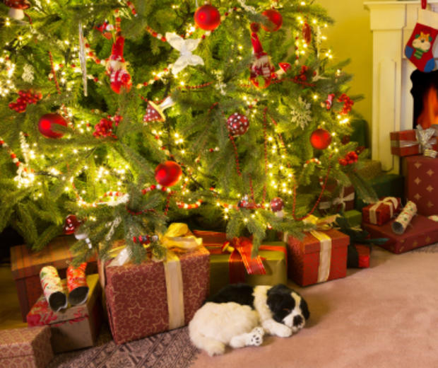 Presents under the christmas tree 