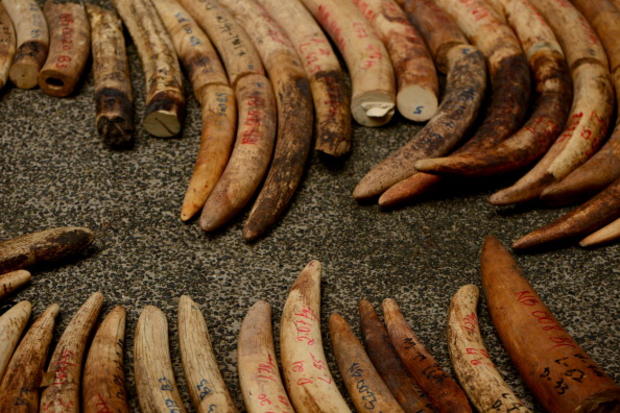 Ivory elephant tusks 
