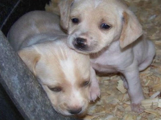 small_breed_pups Delco SPCA 