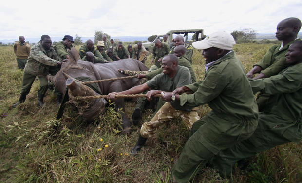 Kenya Wildlife Service 