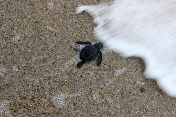 Baby sea turtle 