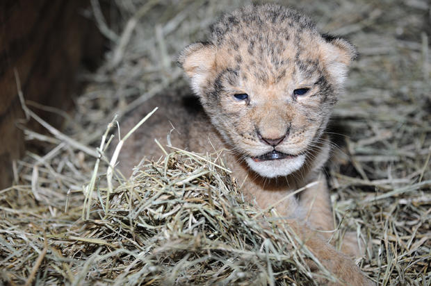 Male Lion Cub 