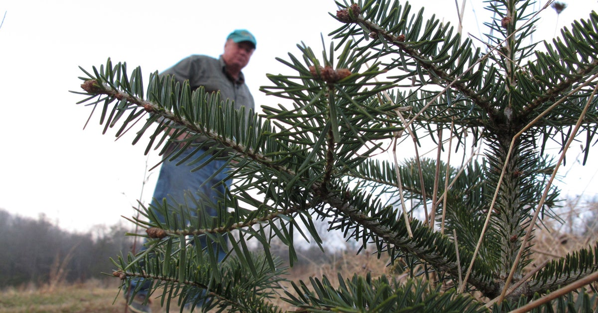Root rot threatens traditional Christmas tree species CBS News