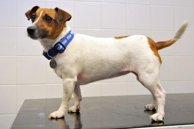 018_Jack Russell Ruby has been crowned the 2013 PDSA Pet Fit Club Champ.jpg 