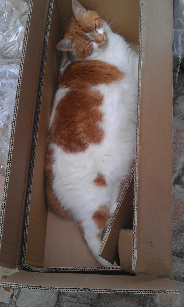 022_Prince, before starting his PDSA Pet Fit Club diet, weighed over 7kg.jpg 