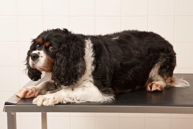 011_BEFORE Benji weighed nearly double the amount he should be at the start of PDSA Pet Fit Club.jpg 