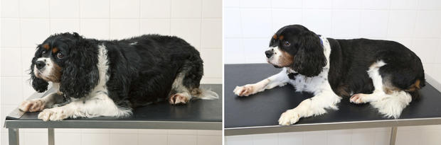 004_Benji - before and after PDSA Pet Fit Club.jpg 