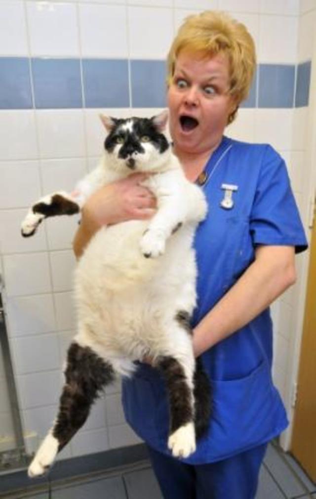 014_BEFORE PDSA head nurse Steph Williams struggles to lift Cookie.jpg 
