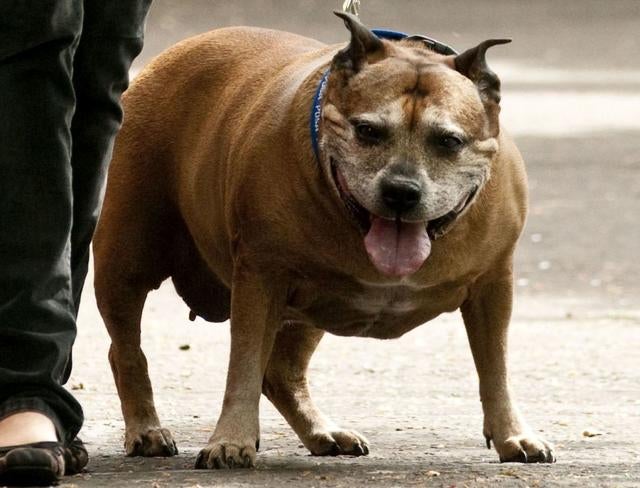 020_BEFORE TJ couldn't even walk down the road at the start of PDSA Pet Fit Club.jpg 