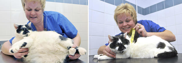 006_Cookie from Middlesbrough was named a runner up in PDSA Pet Fit Club.jpg 