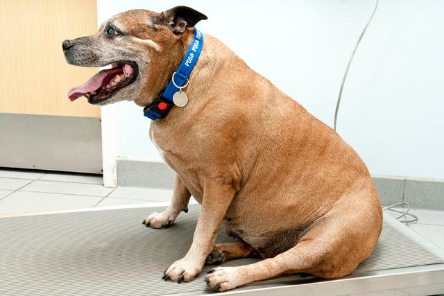 031_BEFORE TJ at her first weigh-in for Pet Fit Club at PDSA Edinburgh PetAid hospital.jpg 