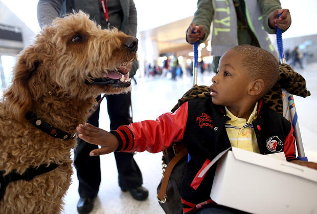 Therapy dogs San Fran Int'l airport 