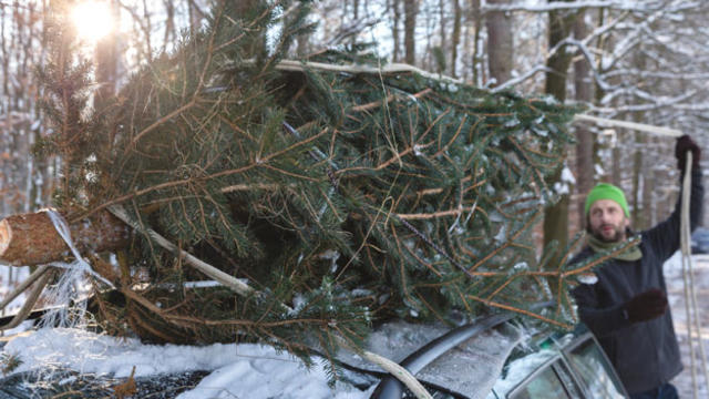 xmas-tree-car-top-getty158019256.jpg 