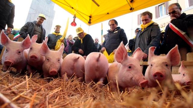 Pigsreuters.com,0000 binary_GM1E9C6059001-BASEIMAGE.jpg 