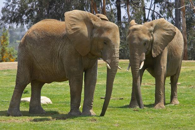 San Diego Zoo Home To 3 Pregnant Elephants 