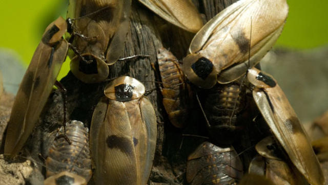 cockroaches_160776803.jpg 