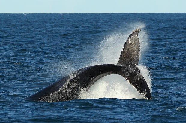 Whale Watching Season Underway In Sydney 
