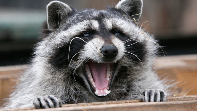 Masha, a female raccoon, yawns in her wooden refuge inside an open-air cage where she hibernates at the Royev Ruchey zoo in Krasnoyarsk, Nov. 20, 2013. 