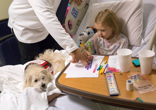 The Heartwarming Loyalty of Bear: A Dog’s Unwavering Support in the ...