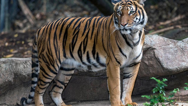 tiger_AP821971582433.jpg 