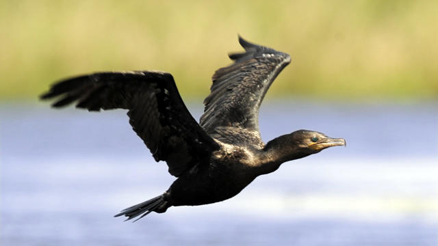 cormorant.jpg 