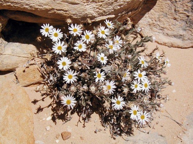 Erigeron_Maguirei_NPS.jpg