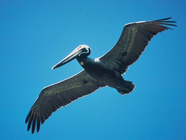 Brown_Pelican_Thomas_Maurer_FWS.jpg