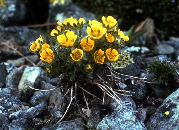 Robbins_cinquefoil_FWS.jpg.jpg