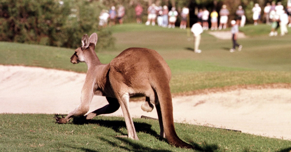 Wis. city declares: Kangaroos aren't service animals - CBS News