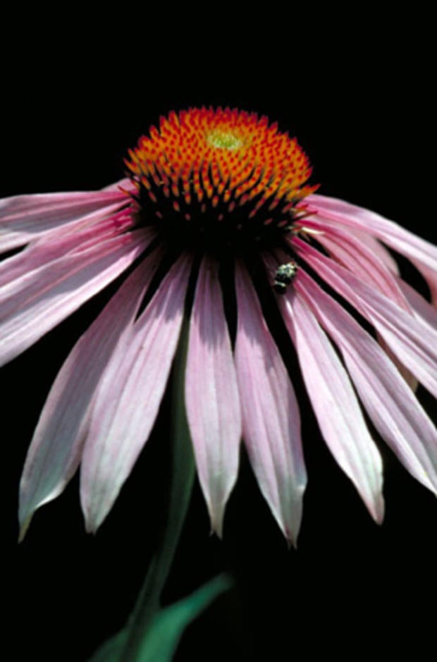 Tenn_Purple_Coneflower_ Dr_Thomas_G_Barnes_FWS.jpg