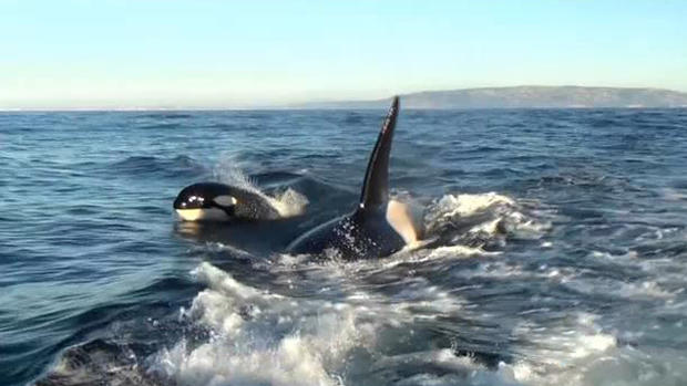 orcas1 