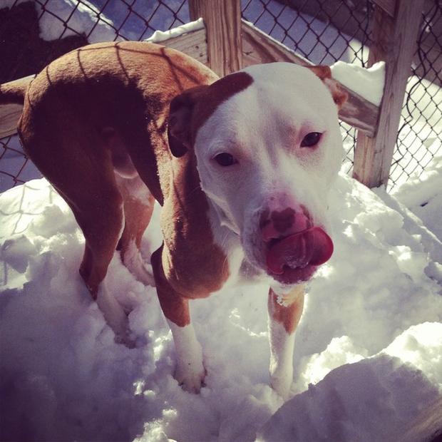 milo-our-adoptable-from-paws-tries-to-catch-snowflakes-on-his-tongue-in-south-philly-kory.jpg 