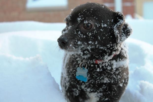 Frozen Dog 