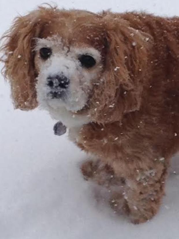 chewie-was-caught-eating-snow.jpg 