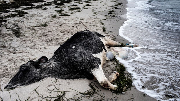 A carcass of a Holstein dairy cow lies on the beach between Bisserup and Skaelskoer on the Island of Zealand in Denmark Jan. 8, 2014. 