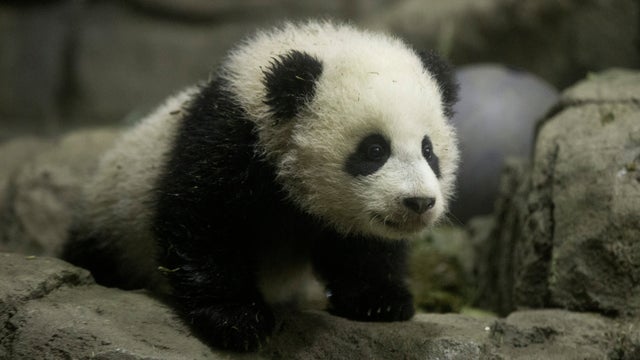 Bao Bao takes a bow 